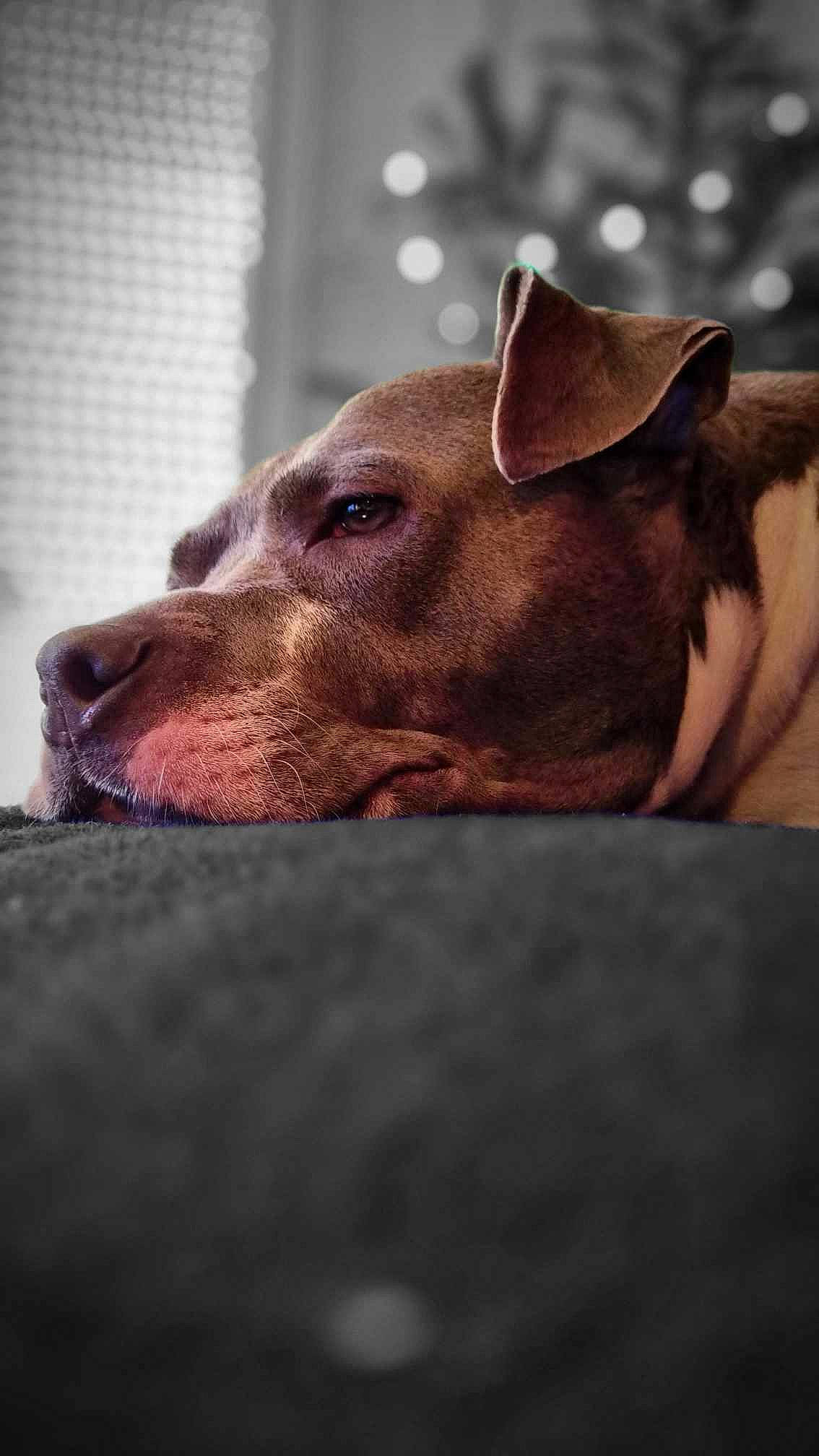 Daisy participe au concours pour gagner de l'argent avec cette photo : canidae, carnivore, dog, dog_breed, ear, fawn, fur, grass, liver, livestock, non_sporting_group, snout, sporting_group, suidae, terrestrial_animal, whiskers, wildlife, wood, working_animal, wrinkle