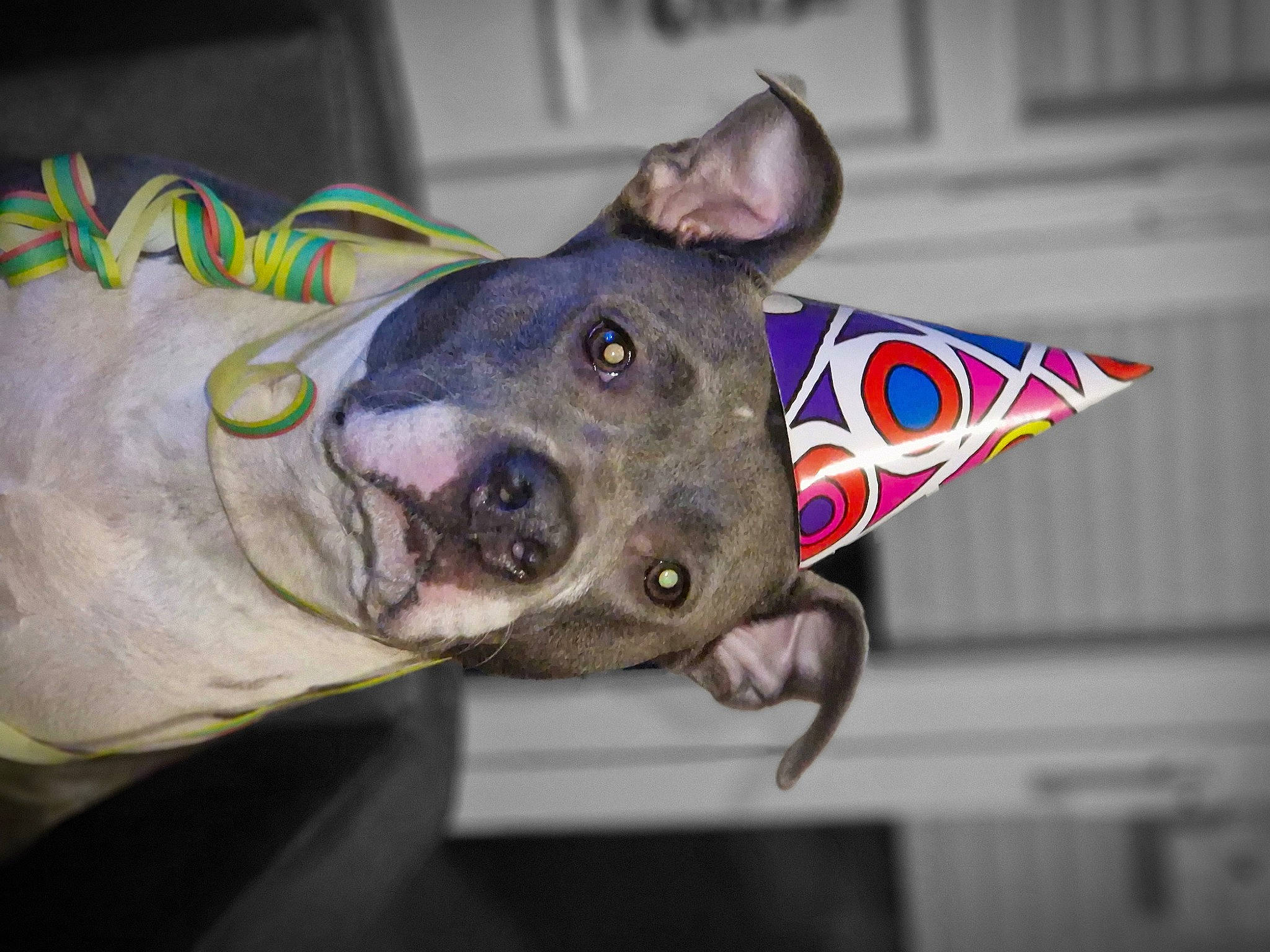 Daisy participe au concours pour gagner de l'argent avec cette photo : carnivore, cone, dog, dog_breed, electric_blue, eye, head, non_sporting_group, party_hat, recreation, snout, terrestrial_animal, throat, working_animal