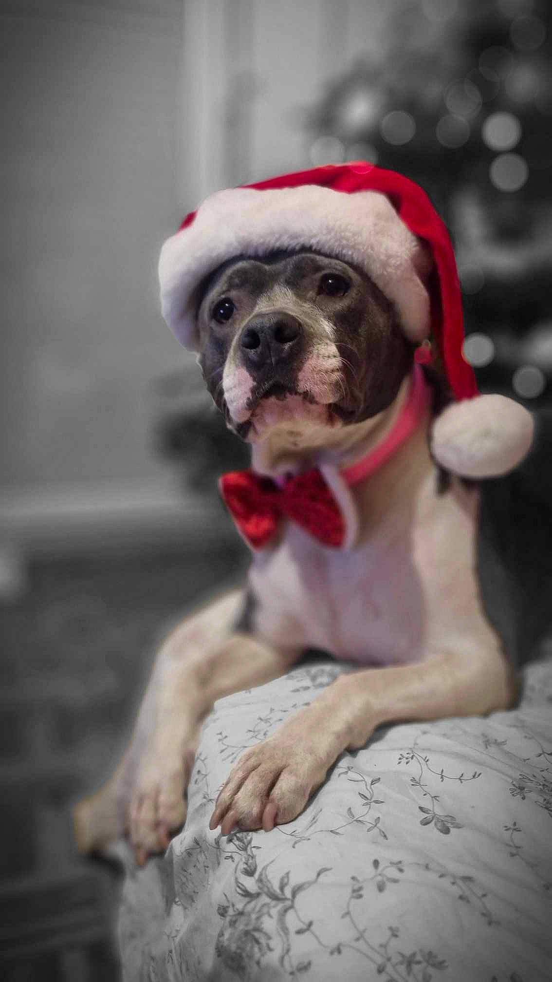 Daisy a rejoint le concours — aidez-le/la à gagner de superbes lots ! carmine, carnivore, collar, companion_dog, dog, dog_breed, dog_collar, dog_supply, fawn, fur, pet_supply, plant, snout, sporting_group, toy_dog, tree, whiskers, winter, working_animal, wrinkle