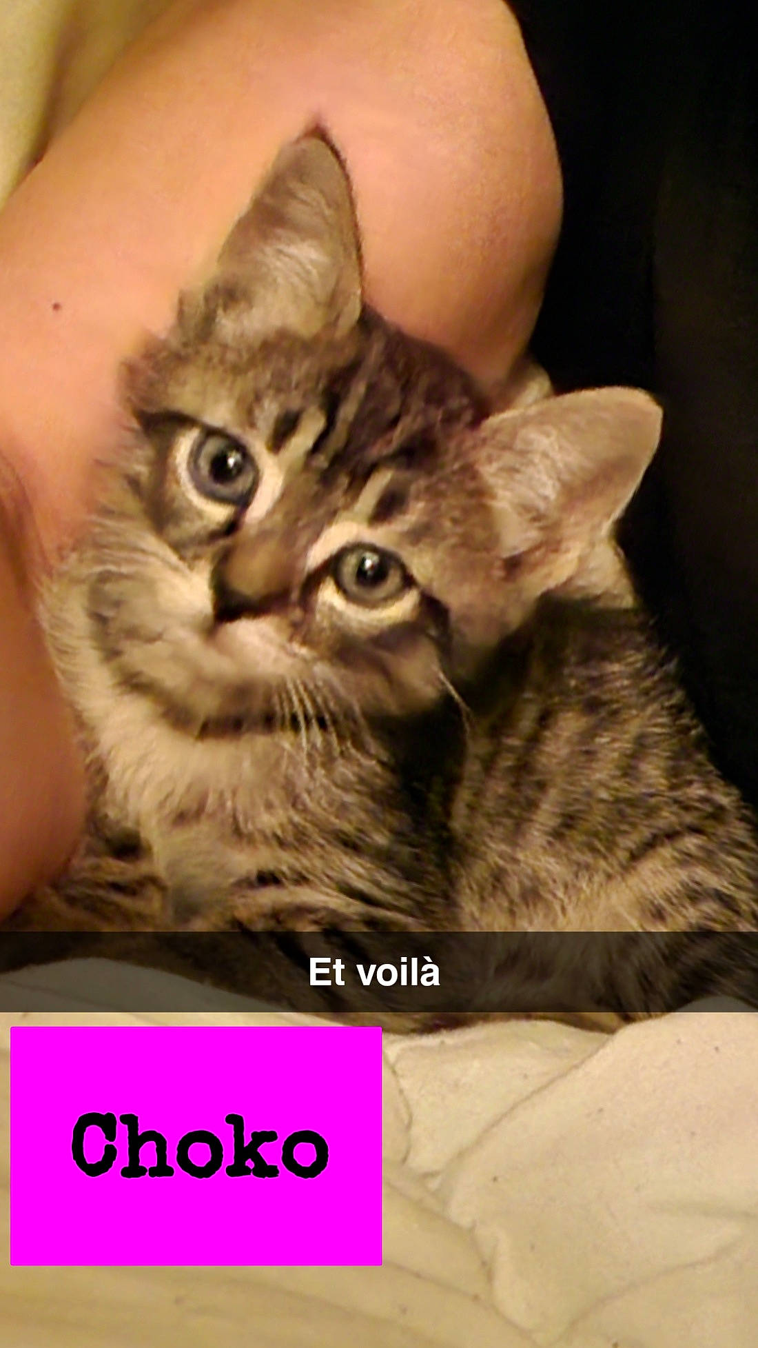 Chokoh a rejoint le concours — aidez-le/la à gagner de superbes lots ! carnivore, cat, claw, domestic_short_haired_cat, felidae, font, fur, gesture, paw, photo_caption, small_to_medium_sized_cats, snout, terrestrial_animal, whiskers, wildlife