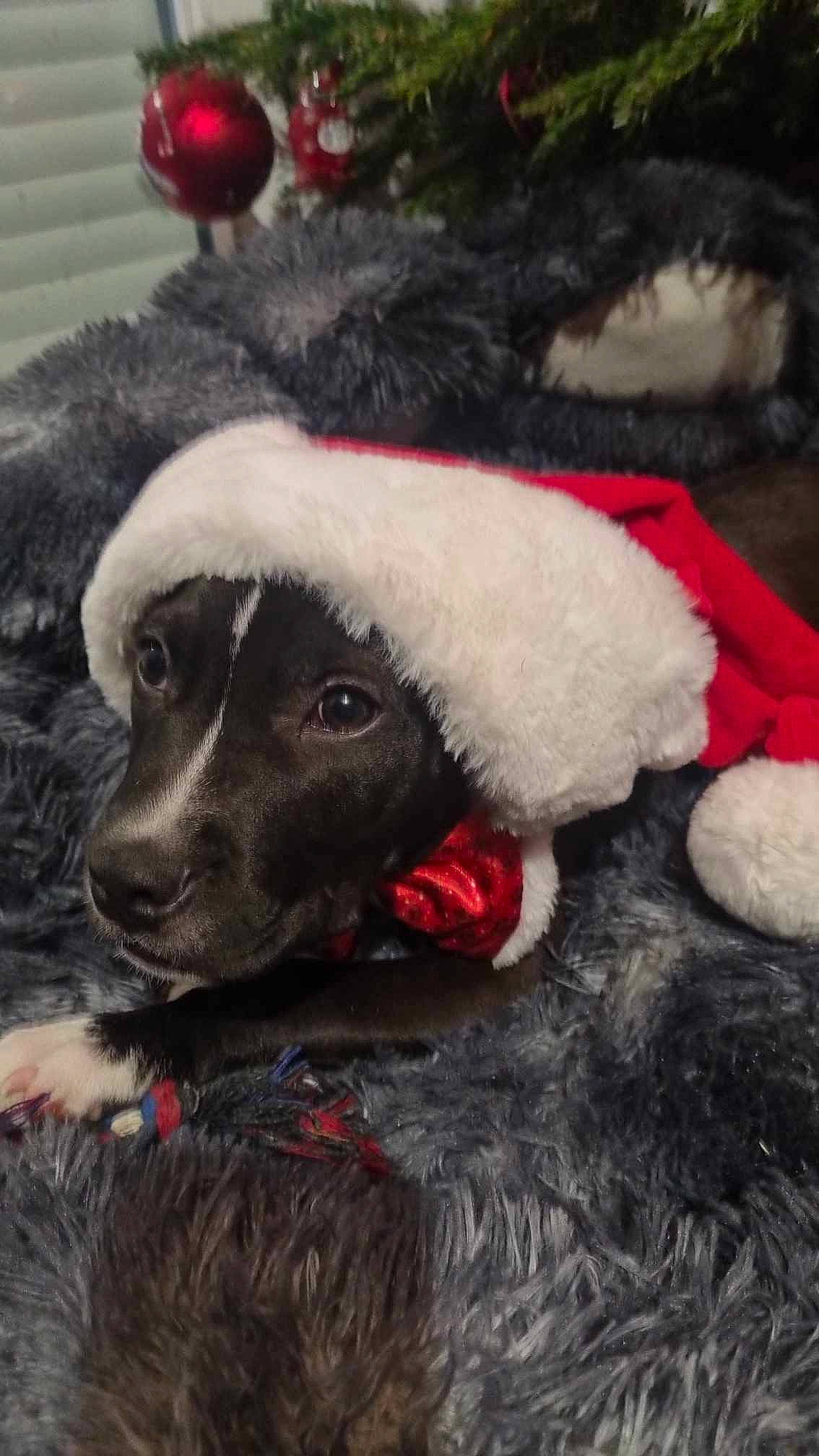 Biggie participe au concours pour gagner de l'argent avec cette photo : carnivore, christmas_ornament, companion_dog, dog, dog_breed, event, fawn, fur, fur_clothing, hat, holiday, holiday_ornament, ornament, stuffed_toy, textile, toy, tree, vertebrate, winter, working_animal