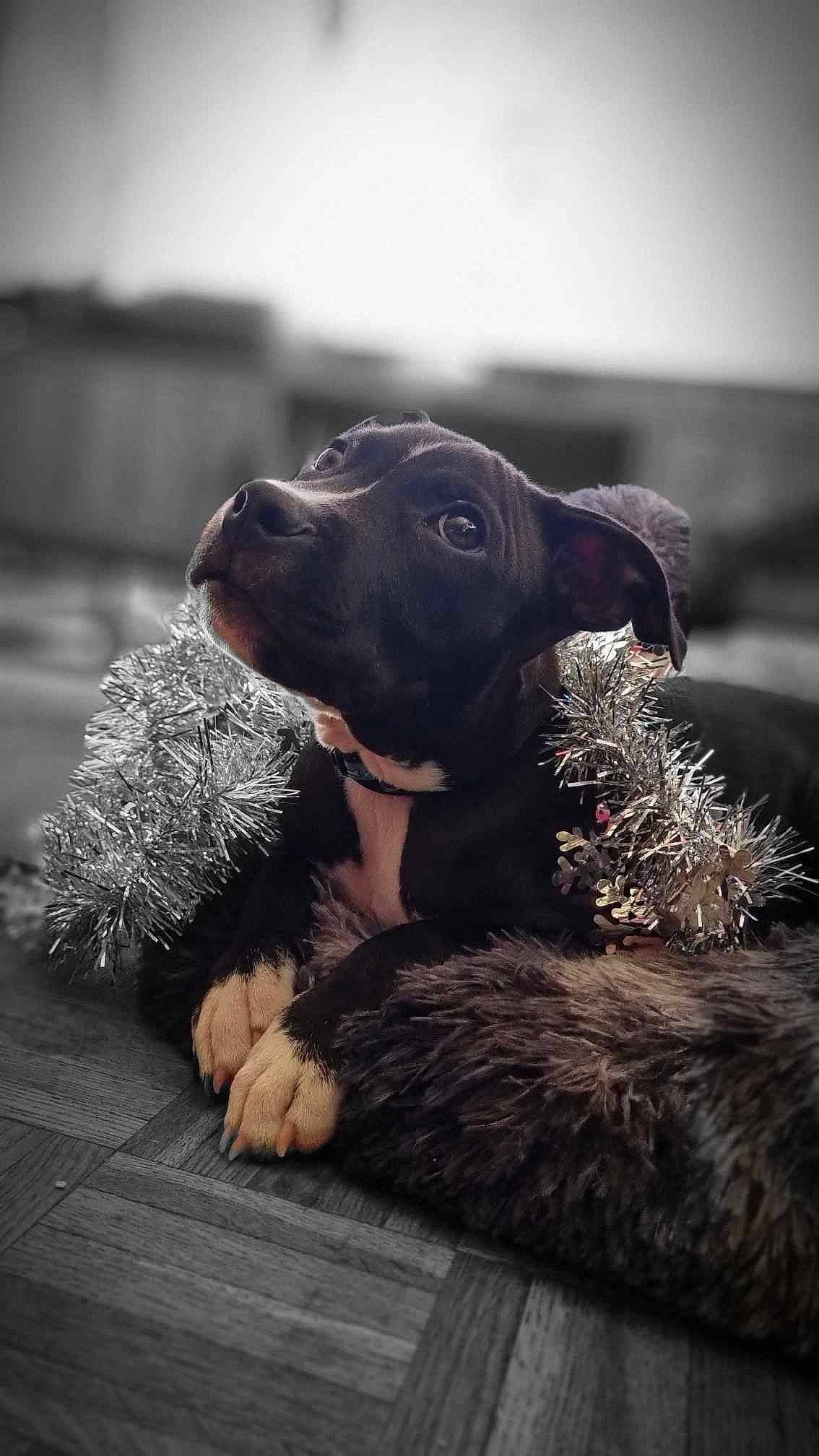 Biggie participe au concours pour gagner de l'argent avec cette photo : canidae, carnivore, companion_dog, dog, dog_breed, fawn, flash_photography, fur, gesture, grass, grey, mammal, monochrome, monochrome_photography, sky, snout, sporting_group, toy, vertebrate, working_animal