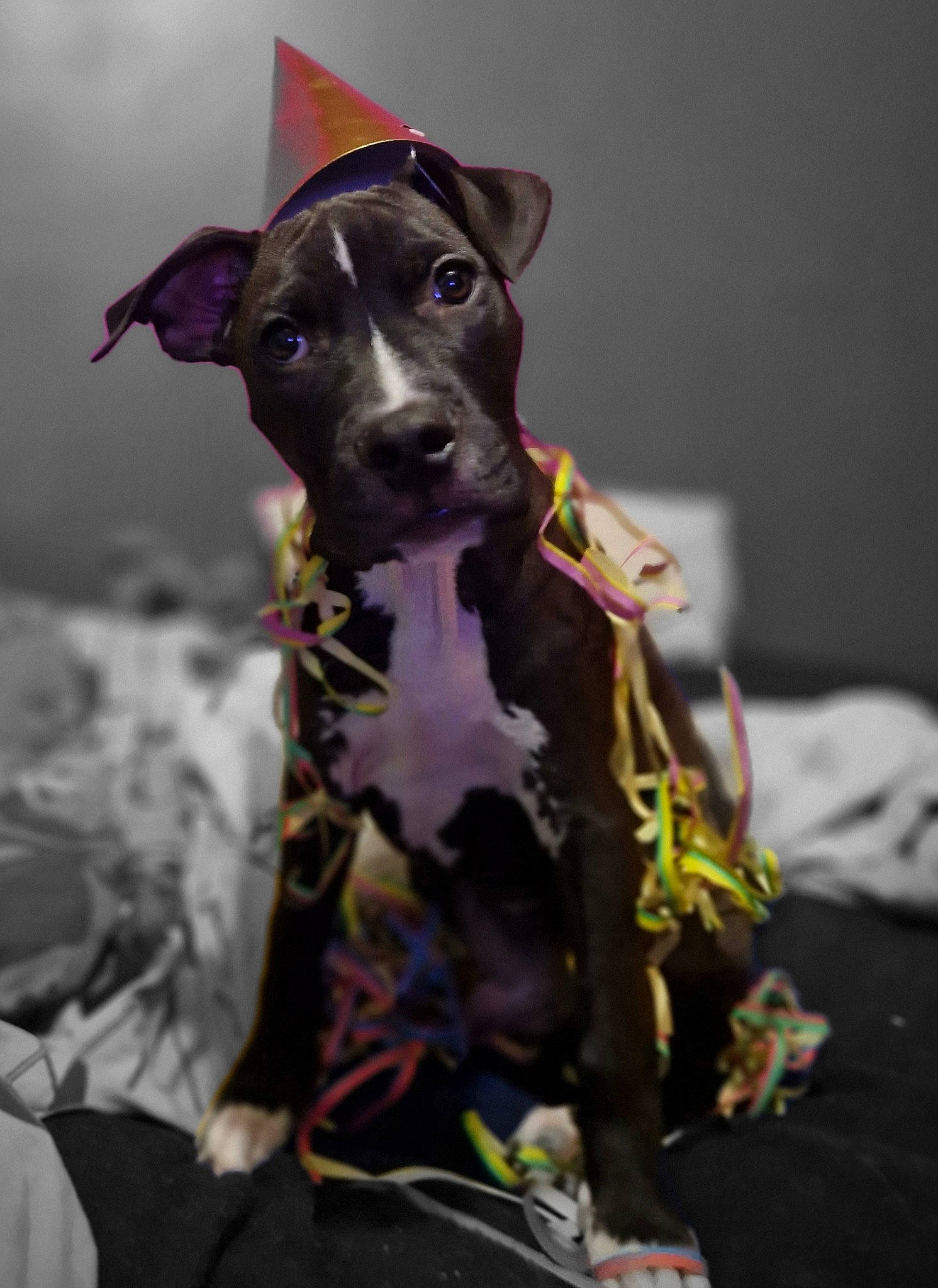 Biggie a rejoint le concours — aidez-le/la à gagner de superbes lots ! canidae, carnivore, collar, companion_dog, dog, dog_breed, dog_clothes, dog_collar, dog_supply, event, fawn, grey, leash, personal_protective_equipment, pet_supply, purple, rampur_greyhound, snout, sporting_group, working_animal