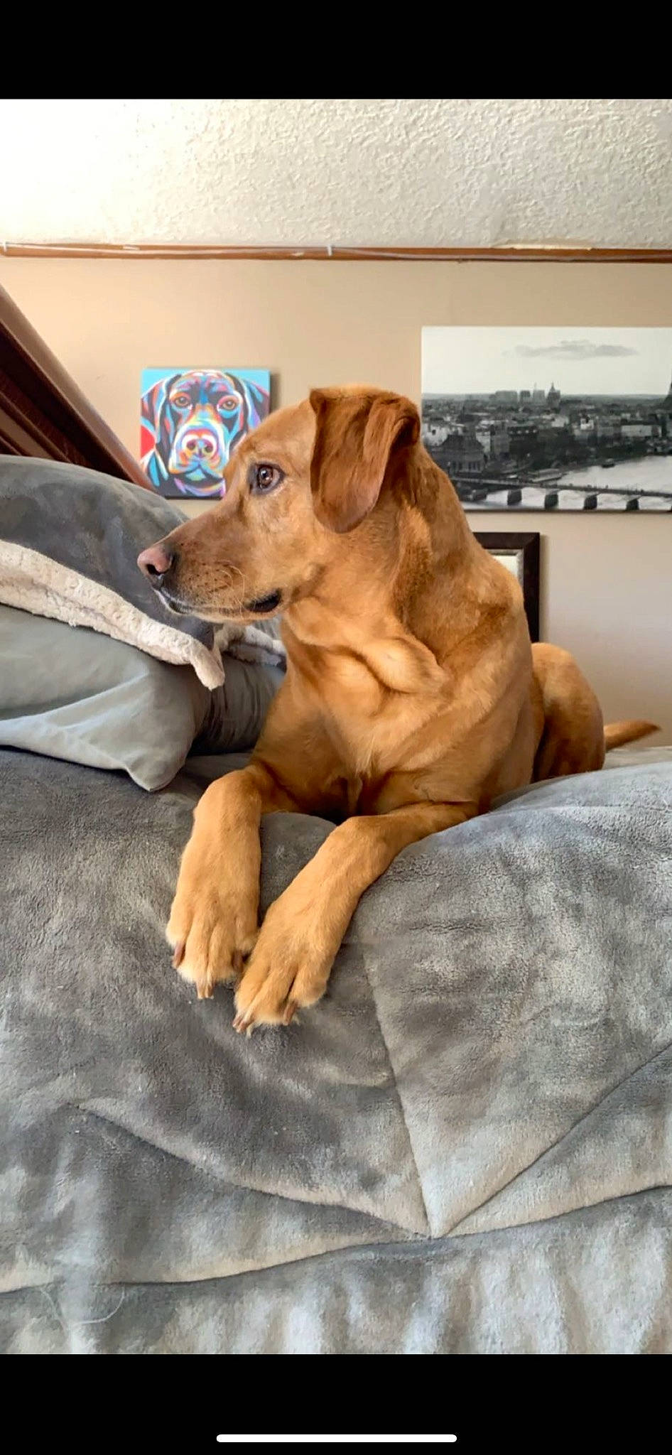 Prince is registered to the contest to win money with this photo: art, canidae, carnivore, comfort, companion_dog, dog, dog_breed, dog_supply, fawn, fur, hardwood, hound, liver, paw, retriever, snout, sporting_group, whiskers, wood, working_animal