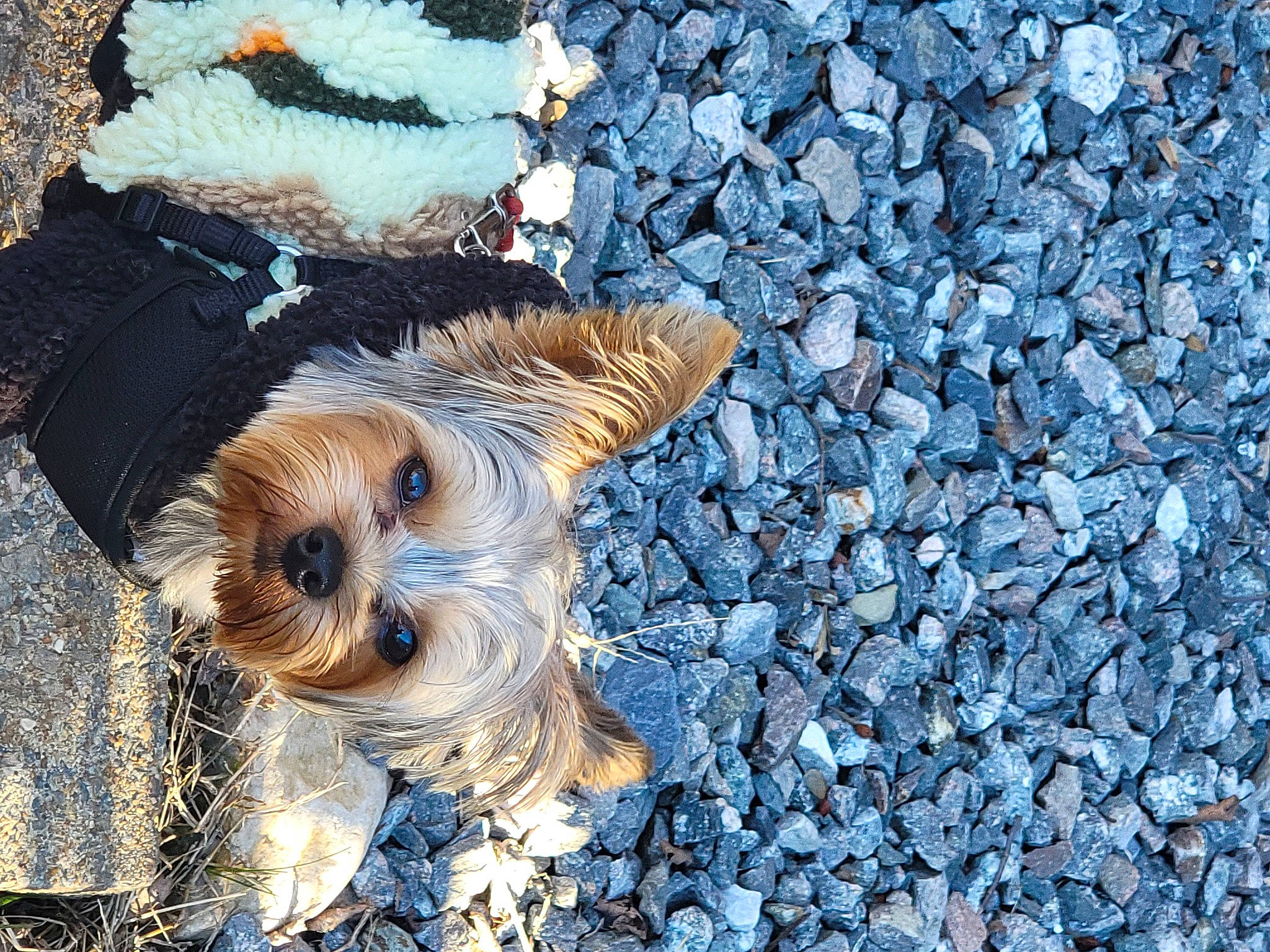 Champ is registered to the contest to win money with this photo: canidae, carnivore, companion_dog, dog, dog_breed, dog_clothes, dog_supply, electric_blue, fawn, fur, pebble, pet_supply, puppy_love, small_terrier, snout, sporting_group, terrier, toy_dog, working_animal, yorkshire_terrier