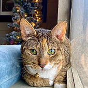 Fern joined the competition — help win amazing prizes! cat, tabby, green_eyes, window, cushion, christmas_tree, lights, indoor, pet, feline, whiskers, relaxed, close_up, holiday, decor, reflection, brown, white_paws, bell_collar, cozy