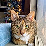 cat, tabby, green_eyes, window, cushion, christmas_tree, lights, indoor, pet, feline, whiskers, relaxed, close_up, holiday, decor, reflection, brown, white_paws, bell_collar, cozy