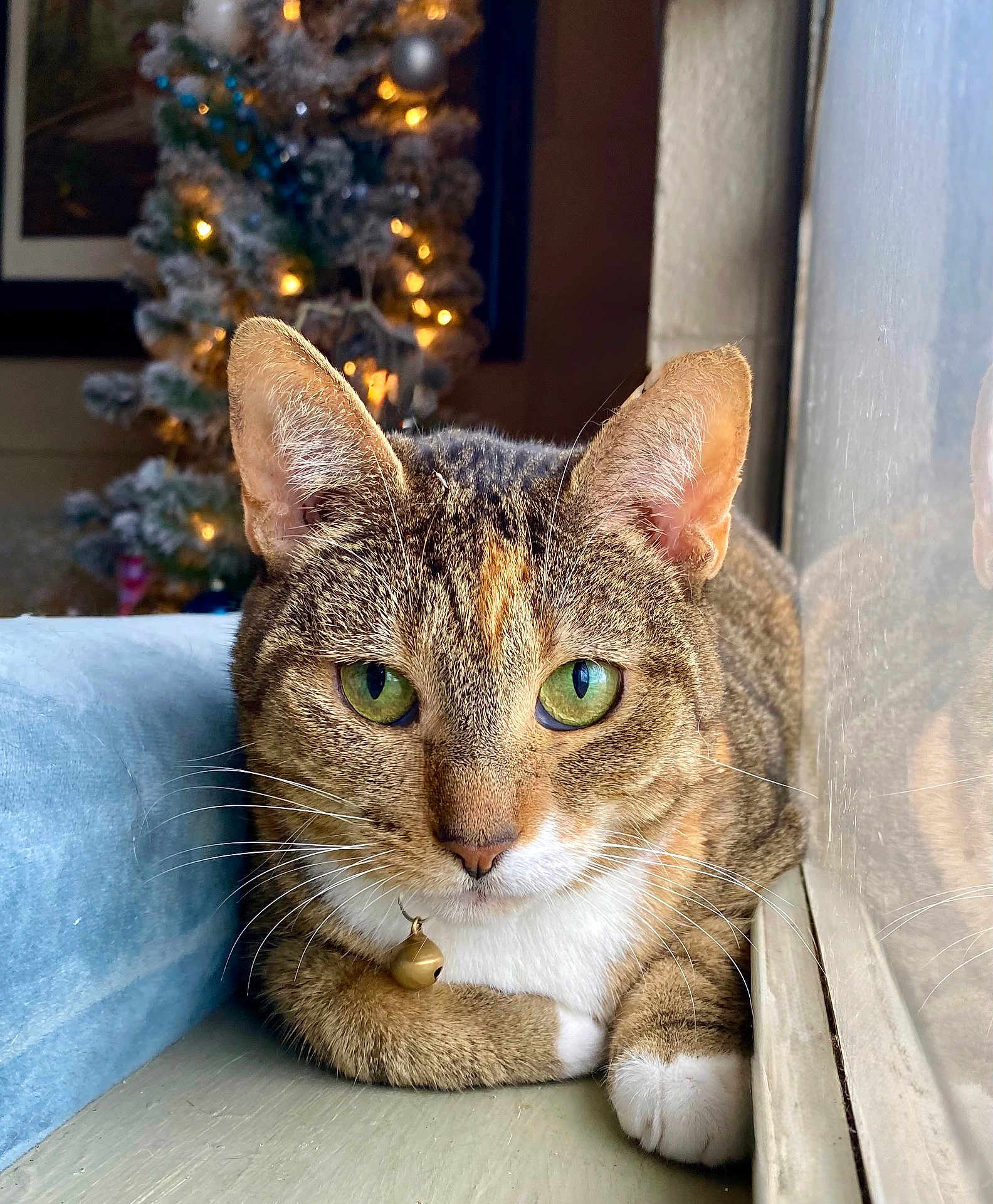 Fern joined the competition — help win amazing prizes! cat, tabby, green_eyes, window, cushion, christmas_tree, lights, indoor, pet, feline, whiskers, relaxed, close_up, holiday, decor, reflection, brown, white_paws, bell_collar, cozy