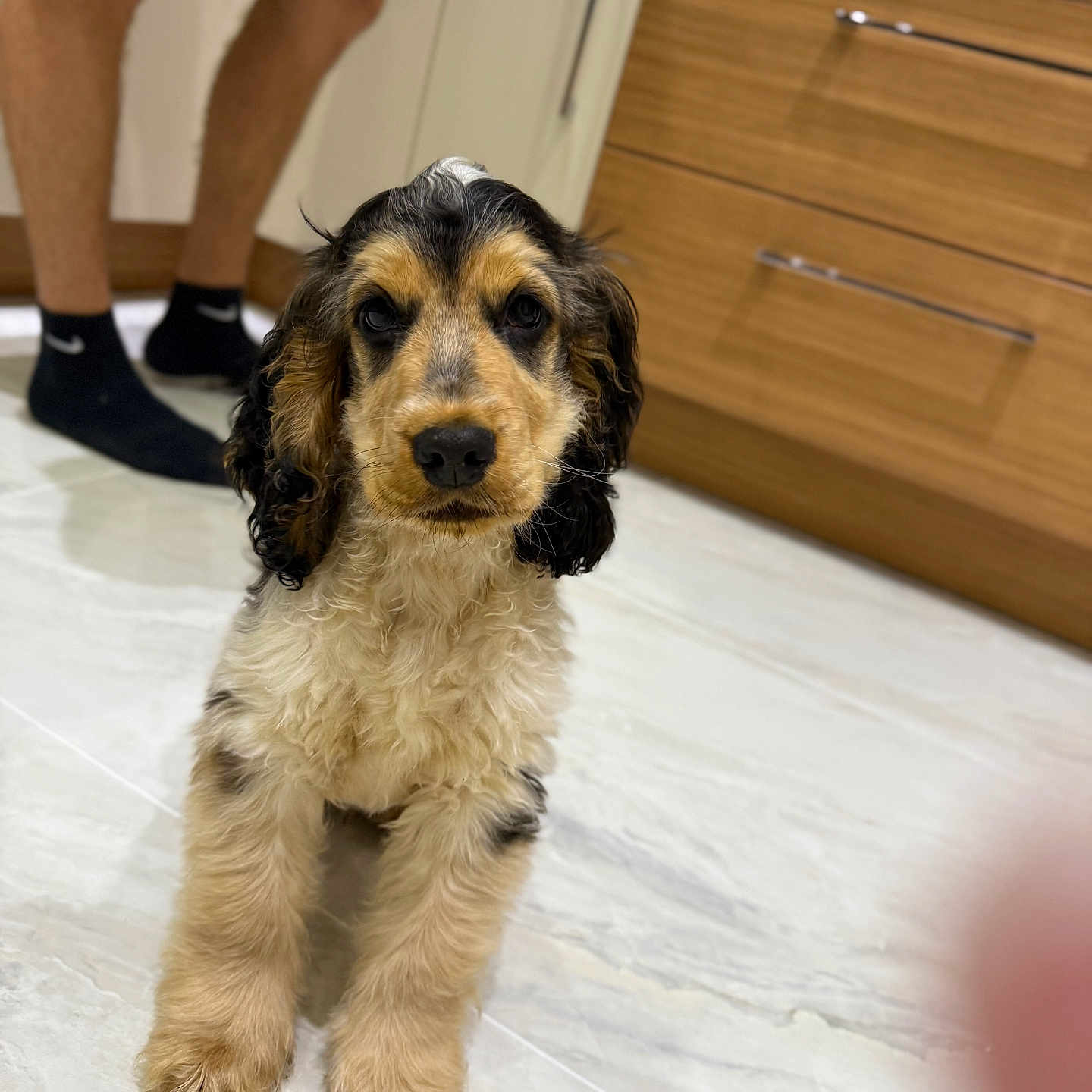 Arlo joined the competition — help win amazing prizes! adult, animal, canine, clothing, cockerspaniel, dog, furniture, hardwood, hosiery, hound, male, man, person, pet, plywood, puppy, shorts, sock, terrier, wood