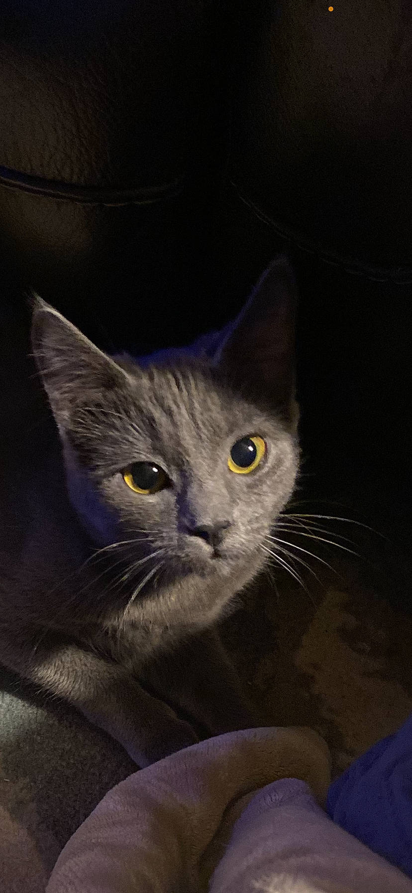 Princess Doot Doot is registered to the contest to win money with this photo: art, carnivore, cat, domestic_short_haired_cat, electric_blue, felidae, fur, grey, russian_blue, small_to_medium_sized_cats, snout, terrestrial_animal, whiskers