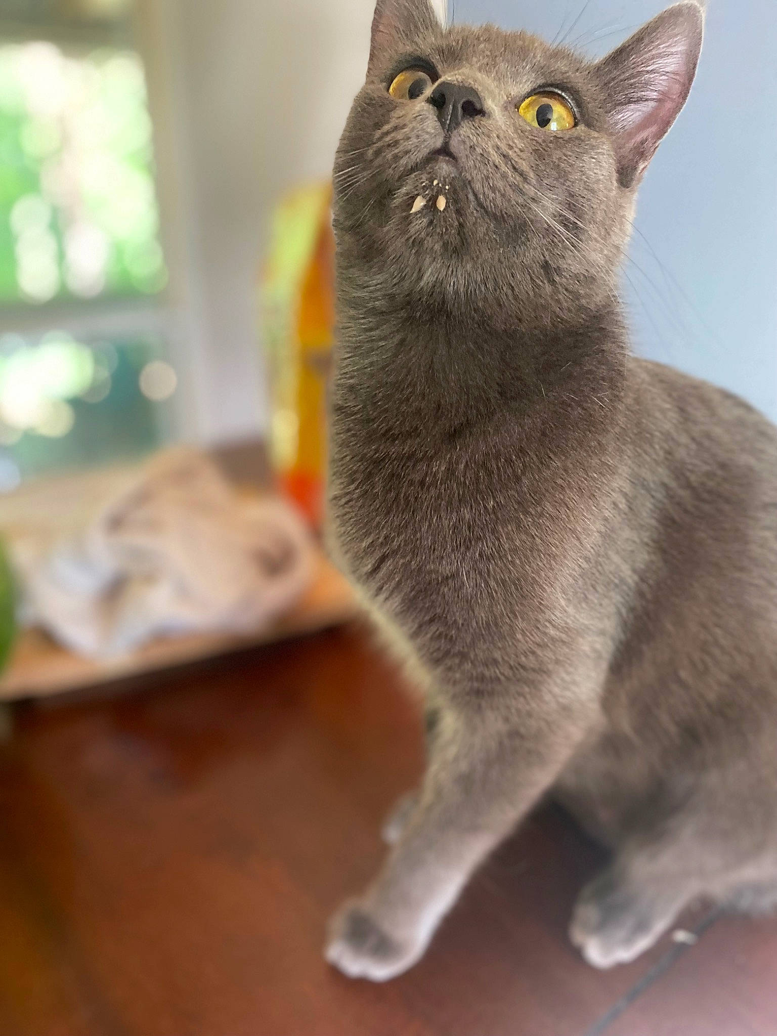 Princess Doot Doot joined the competition — help win amazing prizes! carnivore, cat, claw, domestic_short_haired_cat, felidae, flooring, fur, grey, hardwood, mammal, russian_blue, small_to_medium_sized_cats, snout, tail, terrestrial_animal, varnish, vertebrate, whiskers, wood