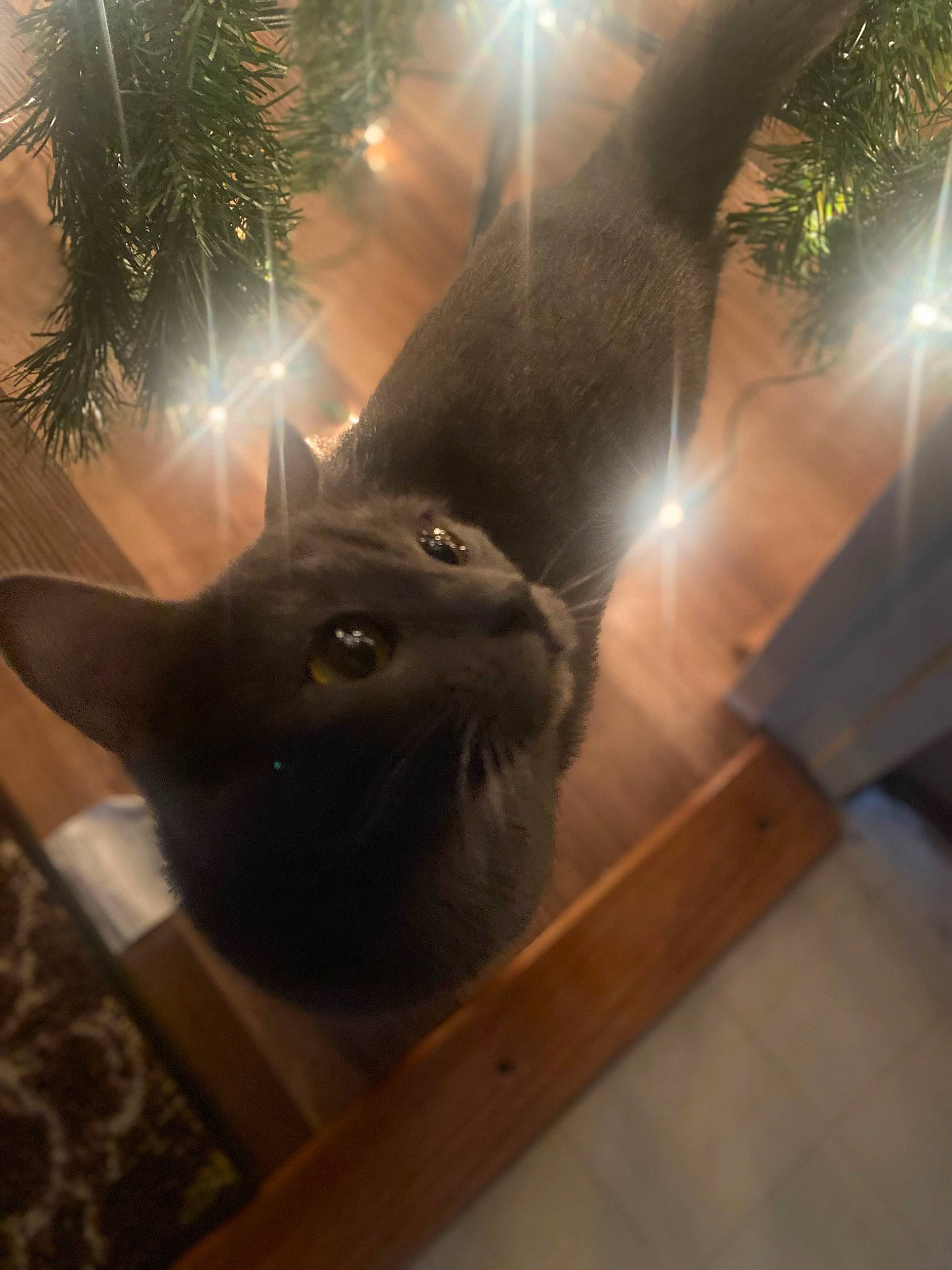 Princess Doot Doot joined the competition — help win amazing prizes! black_cat, carnivore, cat, christmas_decoration, christmas_ornament, christmas_tree, domestic_short_haired_cat, event, fawn, felidae, fur, hardwood, holiday, lens_flare, light, small_to_medium_sized_cats, tail, tree, whiskers, wood