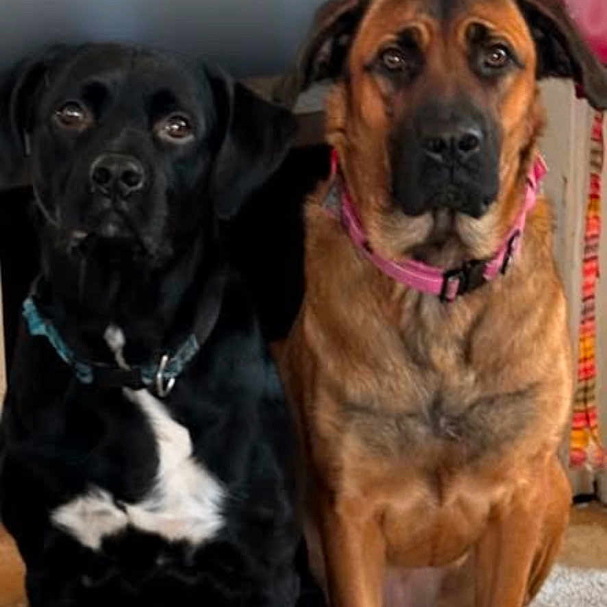 Biscuit N Cleo