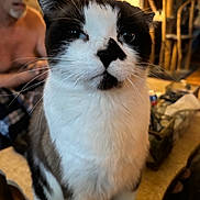 Drexel joined the competition — help win amazing prizes! cat, animal, pet, indoor, person, man, shirtless, furniture, lamp, living_room, whiskers, black_and_white, face, closeup, sitting, expression, background, cozy, home, blurred_background