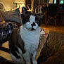 Drexel joined the competition — help win amazing prizes! cat, indoor, living_room, table, lamp, couch, pillow, person, dog, wooden_chair, floor, carpet, furniture, pet, animal, curious, blue_eyes, cozy, home, collar