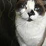 Drexel is registered to the contest to win money with this photo: cat, blue_eyes, close_up, fluffy, white_fur, brown_fur, indoor, pet, animal, sitting, face, whiskers, portrait, looking, feline, mammal, domestic, cute, furry, expression