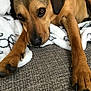 dog, brown_dog, paw, blanket, couch, resting, close_up, indoor, pet, furry, canine, relaxed, lying_down, soft_texture, black_nose, ears, fur, comfort, animal, domestic