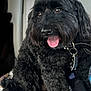 animal, back_seat, bag, black_dog, blanket, canine, car_interior, closeup, collar, curly_fur, dog, domestic_animal, fur, happy, indoor, leash, pet, seat_belt, sitting, tongue_out