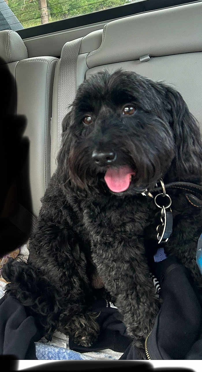 Harley joined the competition — help win amazing prizes! animal, back_seat, bag, black_dog, blanket, canine, car_interior, closeup, collar, curly_fur, dog, domestic_animal, fur, happy, indoor, leash, pet, seat_belt, sitting, tongue_out