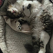 Chanel a rejoint le concours — aidez-le/la à gagner de superbes lots ! cat, pet_bed, fluffy, sleeping, relaxed, tongue_out, cozy, indoor, feline, paws, fur, cute, resting, animal, domestic, tabby, white_paws, soft, comfort, napping
