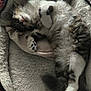 cat, pet_bed, fluffy, sleeping, relaxed, tongue_out, cozy, indoor, feline, paws, fur, cute, resting, animal, domestic, tabby, white_paws, soft, comfort, napping