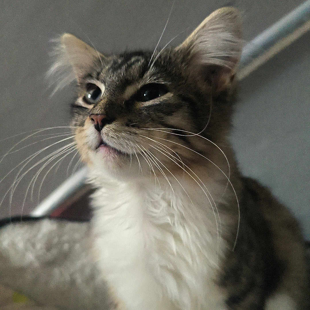 Chanel a rejoint le concours — aidez-le/la à gagner de superbes lots ! animal, cat, close_up, cozy, curious, cute, domestic_cat, ears, face, feline, fur, furry, indoor, pet, portrait, sitting, soft, tabby, whiskers, white_paws