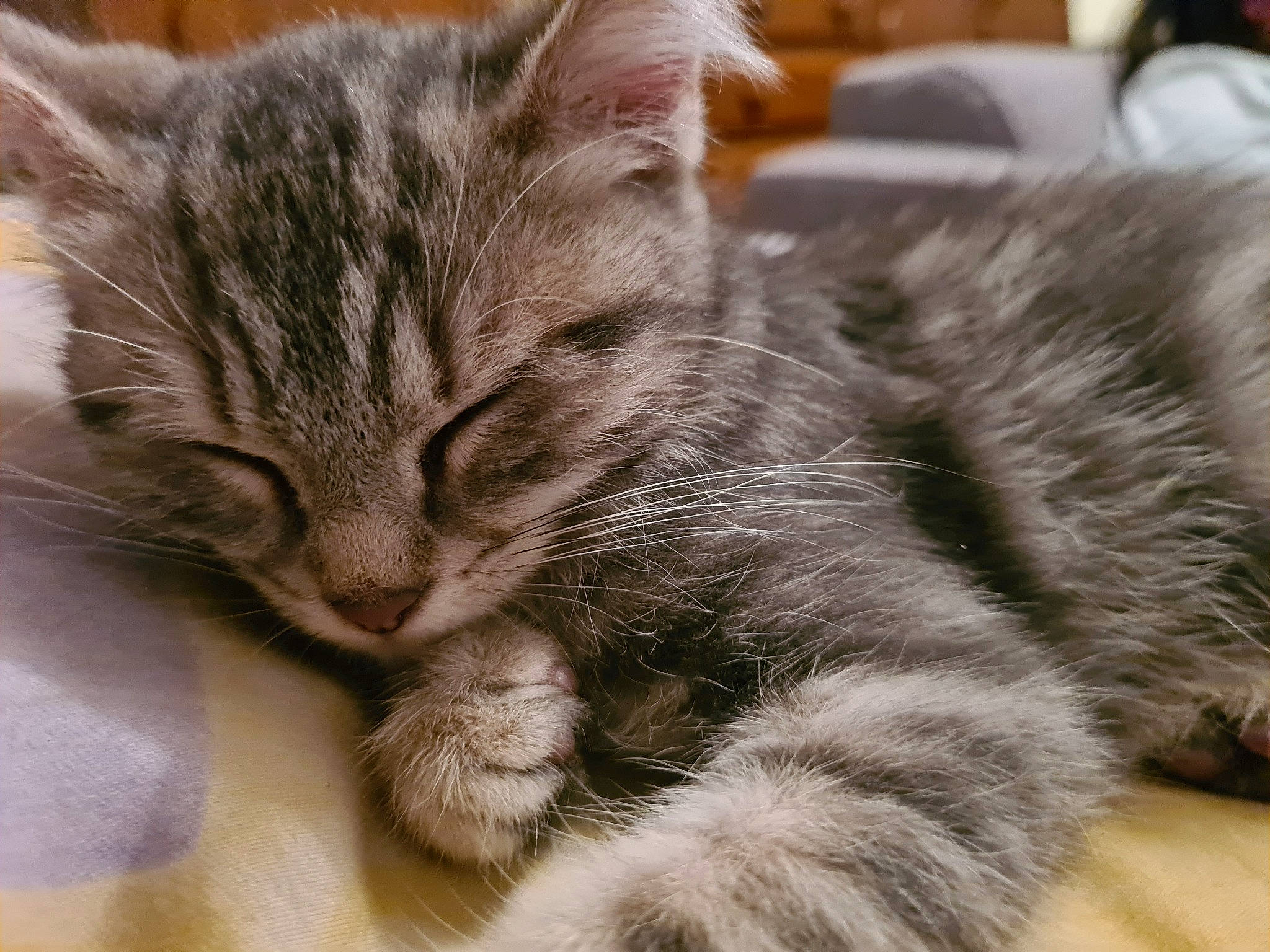 Guizmo a rejoint le concours — aidez-le/la à gagner de superbes lots ! carnivore, cat, claw, comfort, curious, domestic_short_haired_cat, felidae, fur, kitten, paw, small_to_medium_sized_cats, snout, whiskers