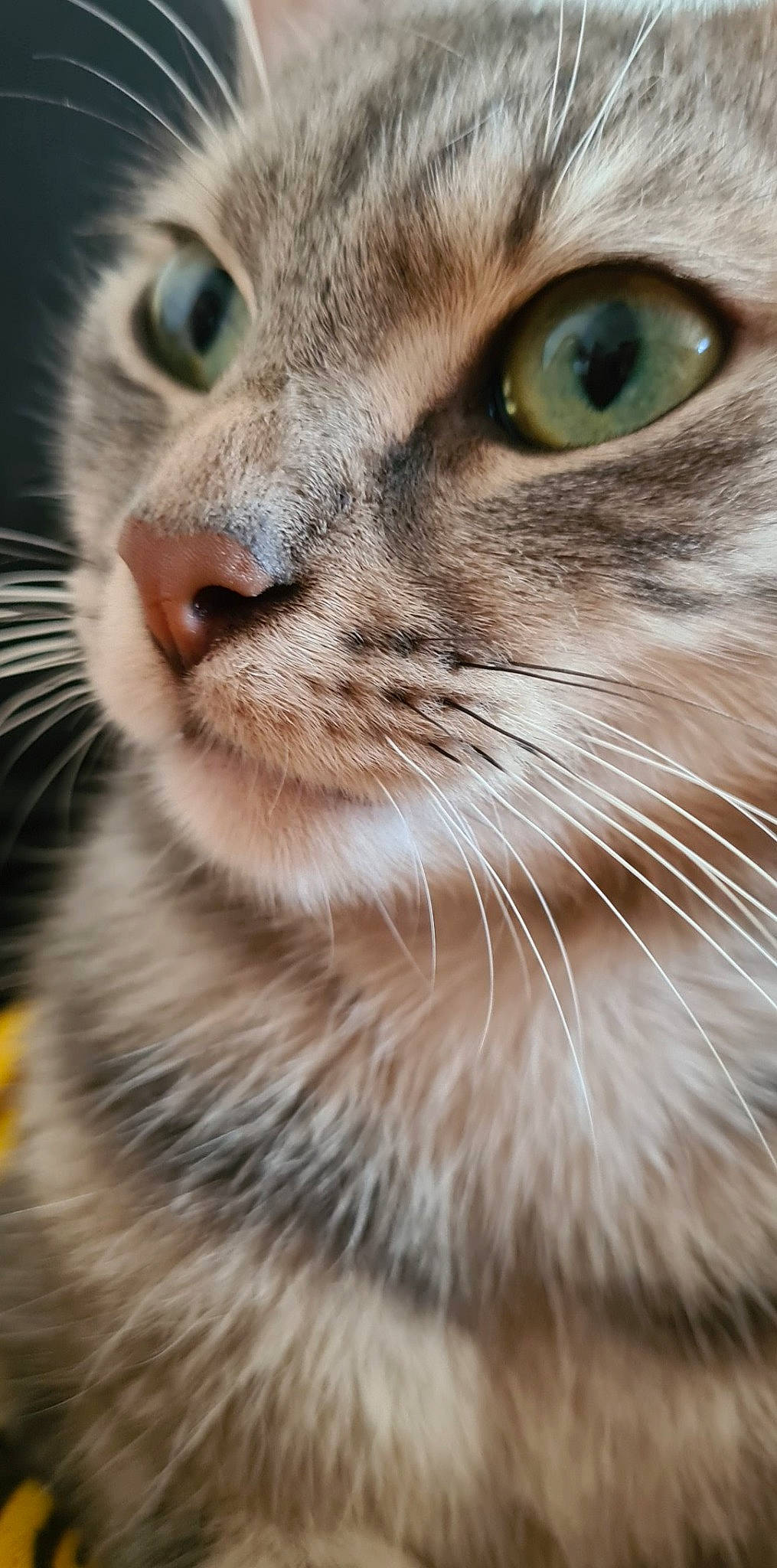 Guizmo a rejoint le concours — aidez-le/la à gagner de superbes lots ! carnivore, cat, close_up, curious, domestic_short_haired_cat, eye, felidae, fur, grass, head, mammal, plant, small_to_medium_sized_cats, snout, terrestrial_animal, whiskers, wildlife, window