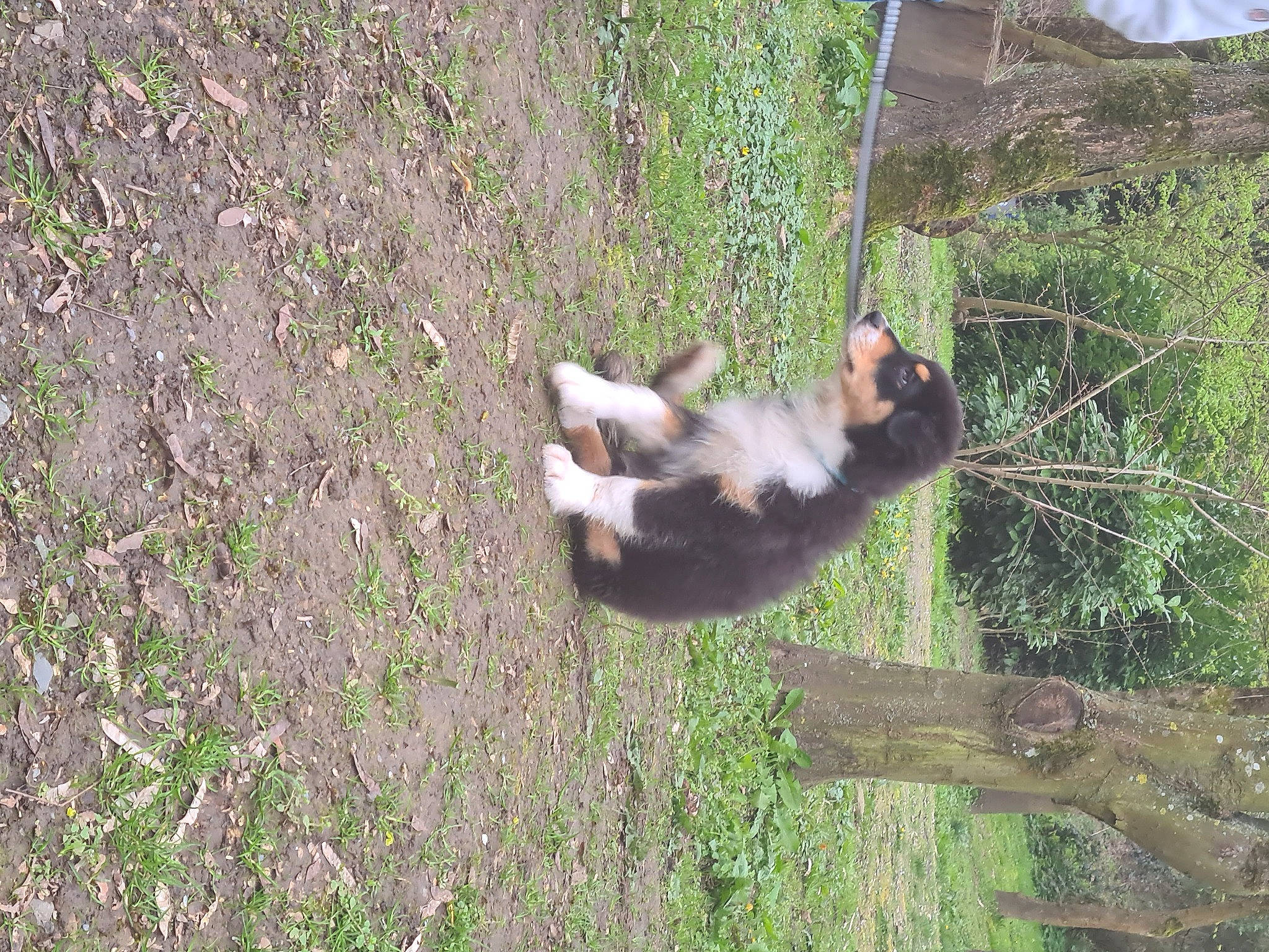 Unko participe au concours pour gagner de l'argent avec cette photo : canidae, carnivore, dog_breed, fawn, fur, grass, groundcover, jungle, natural_material, panda, plant, primate, red_panda, sporting_group, tail, terrestrial_animal, tree, trunk, wildlife, wood