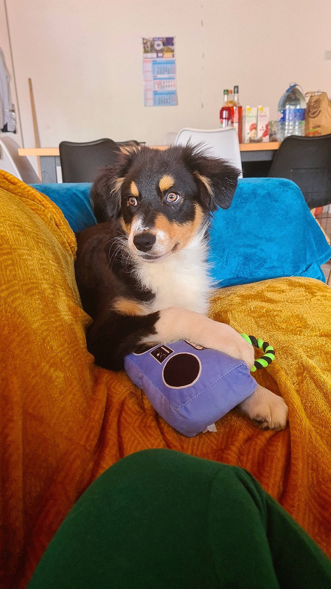 Unko participe au concours pour gagner de l'argent avec cette photo : canidae, carnivore, chair, collar, comfort, companion_dog, couch, dog, dog_breed, dog_supply, fur, puppy, sitting, snout, sporting_group, toy_dog, whiskers, working_animal, working_dog