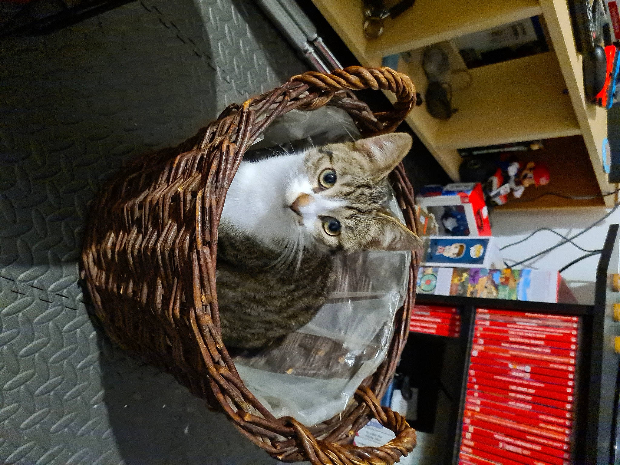 Shadow participe au concours pour gagner de l'argent avec cette photo : automotive_lighting, basket, cat, computer_hardware, domestic_short_haired_cat, electrical_wiring, engineering, felidae, flag, fur, machine, metal, room, shelf, small_to_medium_sized_cats, whiskers, wire, wood