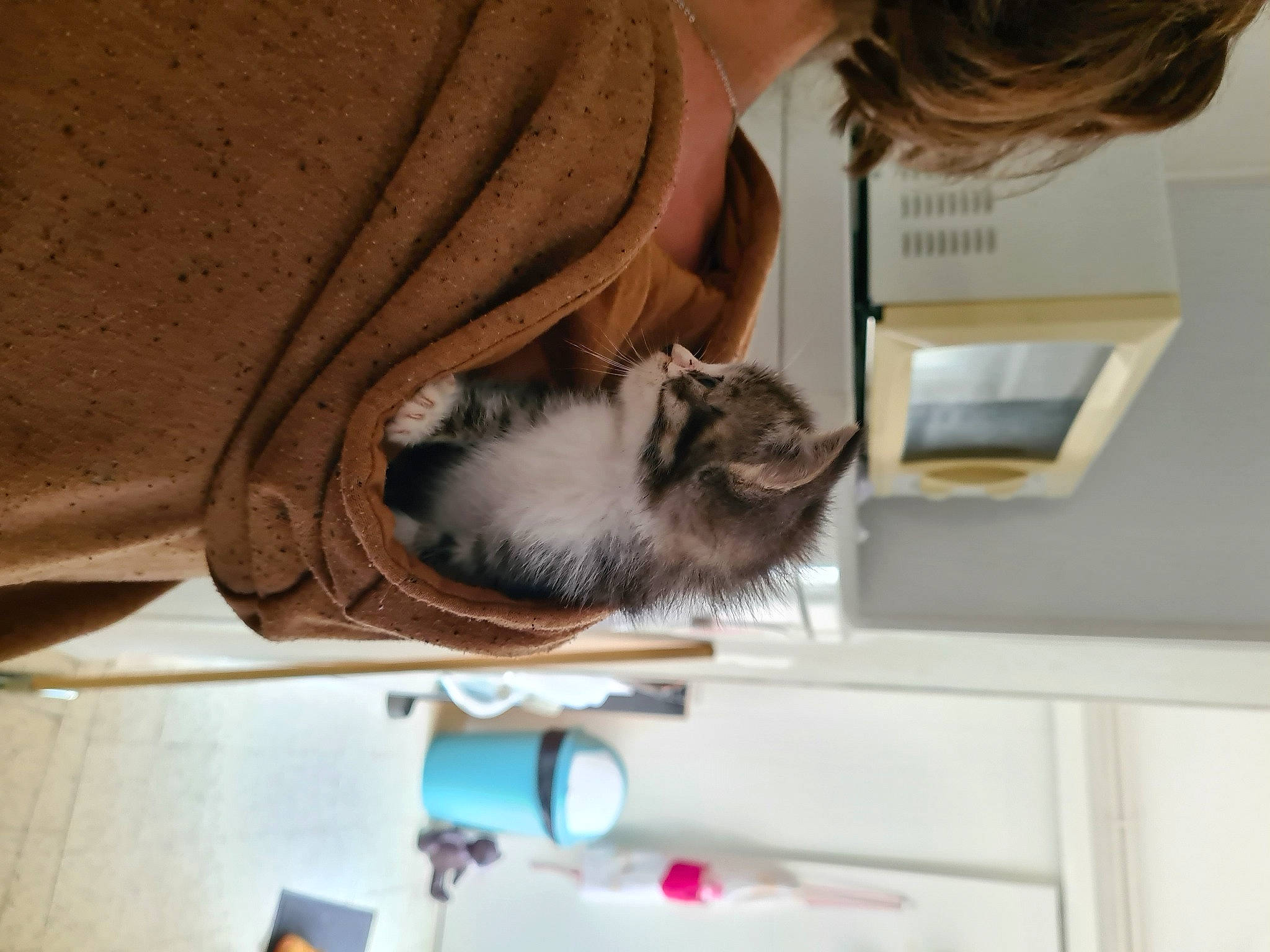 Shadow a rejoint le concours — aidez-le/la à gagner de superbes lots ! carnivore, cat, felidae, kitten, norwegian_forest_cat, ragdoll, small_to_medium_sized_cats, whiskers