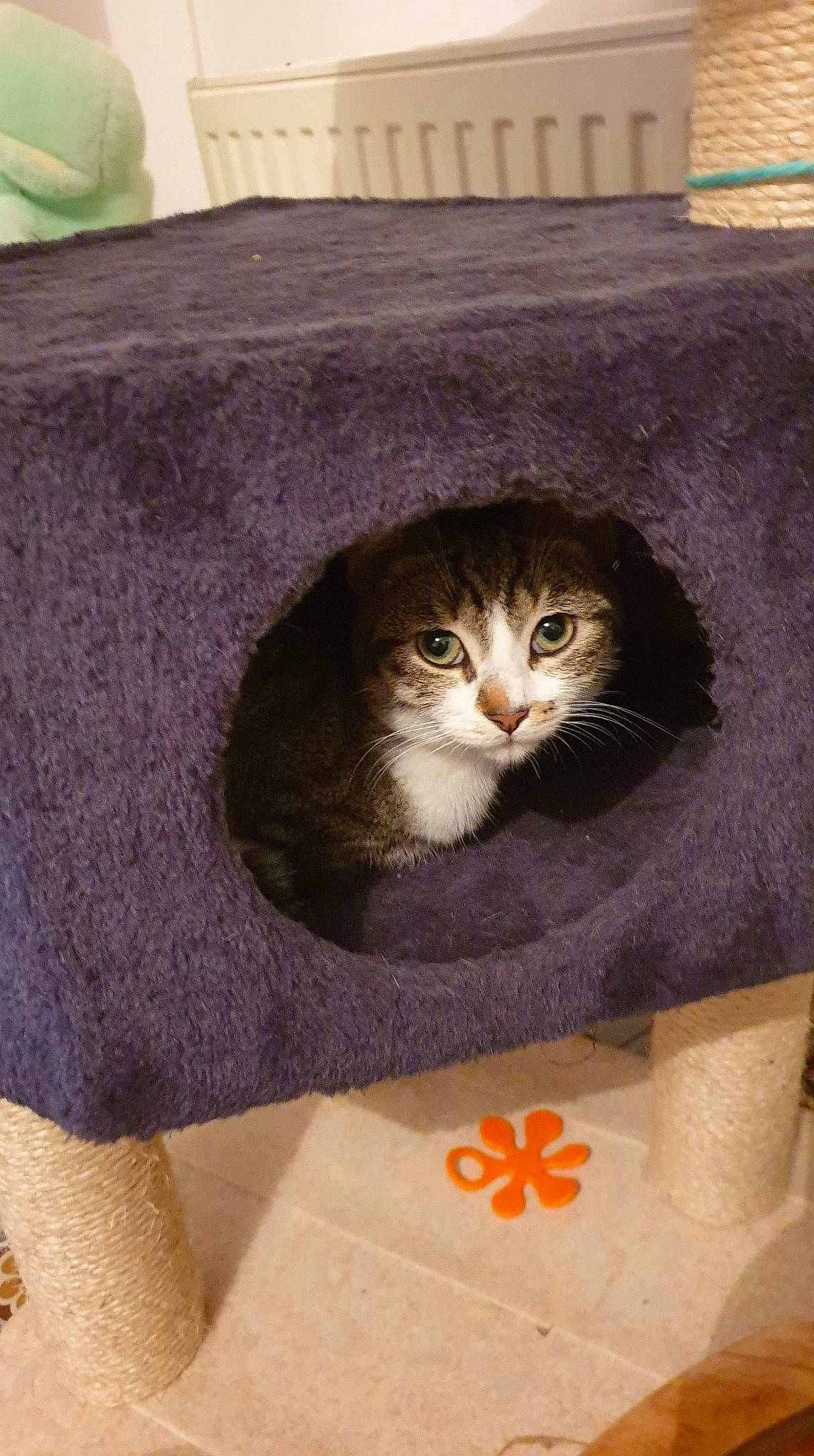 Shadow a rejoint le concours — aidez-le/la à gagner de superbes lots ! cardboard, carnivore, cat, comfort, domestic_short_haired_cat, fawn, felidae, fur, grey, linens, packaging_and_labeling, paper_bag, room, sleeve, small_to_medium_sized_cats, tail, tree, whiskers, window, wood