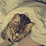 cat, tabby, sleeping, blanket, cozy, indoor, pet, fur, resting, comfort, bed, warm, animal, whiskers, paw, striped, cute, domestic_cat, relaxing, soft