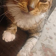 Honey Bun joined the competition — help win amazing prizes! cat, tabby_cat, white_paws, close_up, pet, animal, feline, resting, indoor, carpet, soft_lighting, relaxed, whiskers, fur, cute, domestic_cat, paw, mammal, sleepy, house_pet