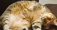 Honey Bun joined the competition — help win amazing prizes! animal, brown_couch, carpeted_floor, casual, cat, cleaning_supplies, feline, fur, household, indoor, lounging, paws, pet, plastic_bucket, relaxed, striped, tabby_cat, tail, upside_down, whiskers
