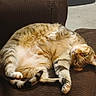 Honey Bun joined the competition — help win amazing prizes! cat, tabby_cat, brown_couch, indoor, relaxed, lounging, upside_down, fur, pet, animal, striped, whiskers, paws, tail, feline, household, carpeted_floor, plastic_bucket, cleaning_supplies, casual