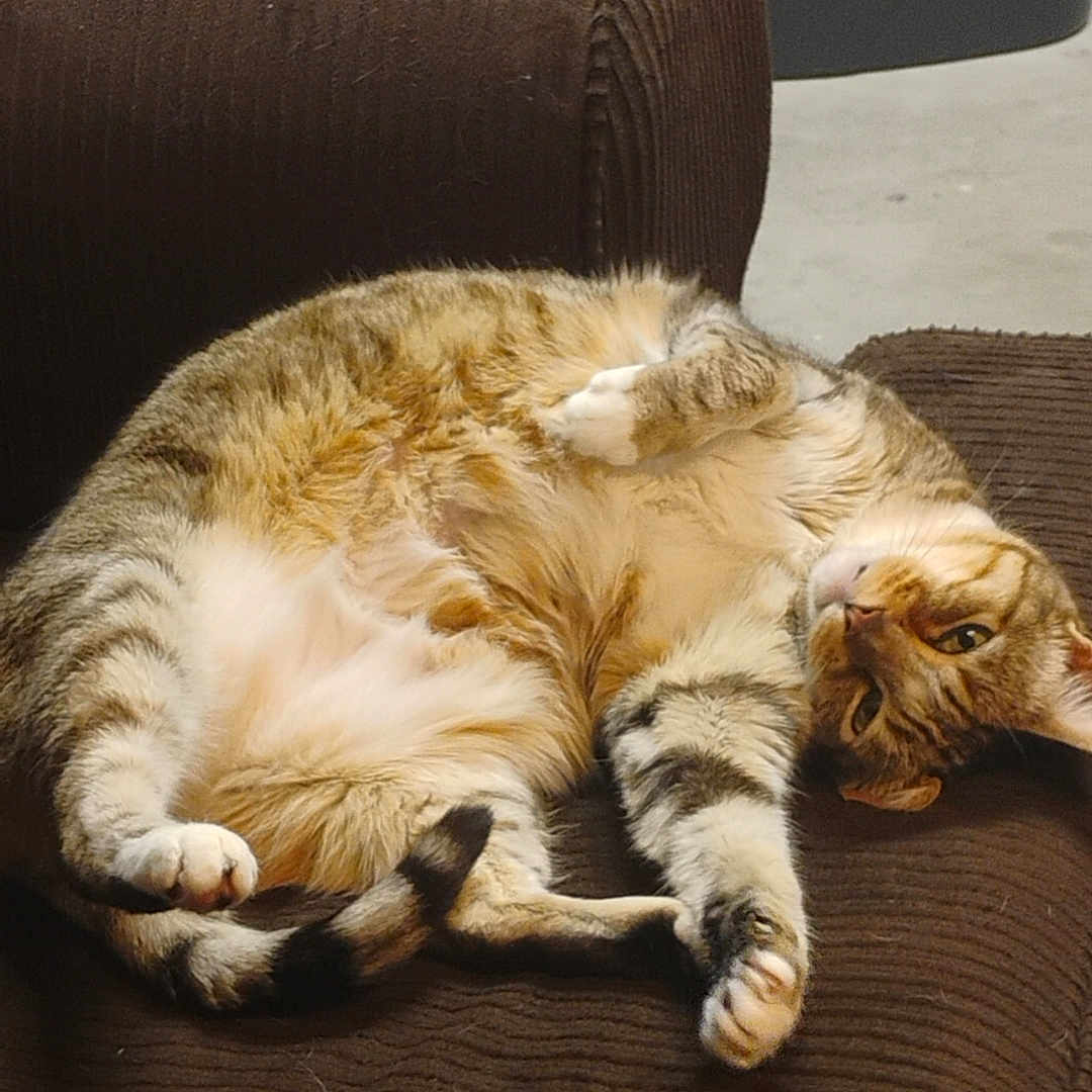 Honey Bun joined the competition — help win amazing prizes! cat, tabby_cat, brown_couch, indoor, relaxed, lounging, upside_down, fur, pet, animal, striped, whiskers, paws, tail, feline, household, carpeted_floor, plastic_bucket, cleaning_supplies, casual