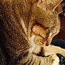 Honey Bun is registered to the contest to win money with this photo: cat, tabby, sleeping, indoor, close_up, pet, feline, fur, whiskers, paw, blanket, cozy, relaxation, animal, domestic, mammal, resting, cute, home, comfort