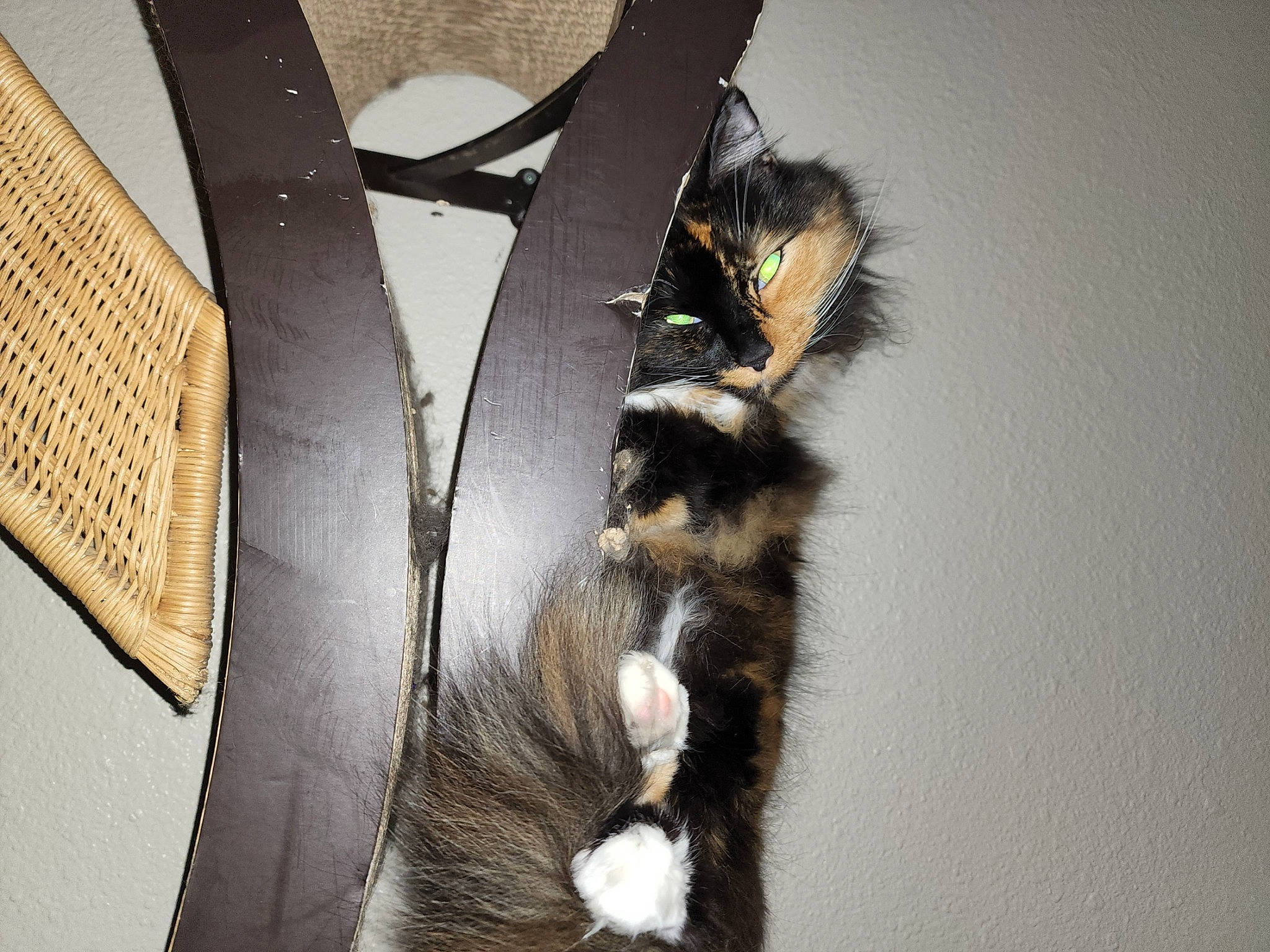 Gia is registered to the contest to win money with this photo: claw, fashion_accessory, feather, felidae, fur, natural_material, skunk, striped_skunk, tail, terrestrial_animal, tree, trunk, whiskers, wing, wood