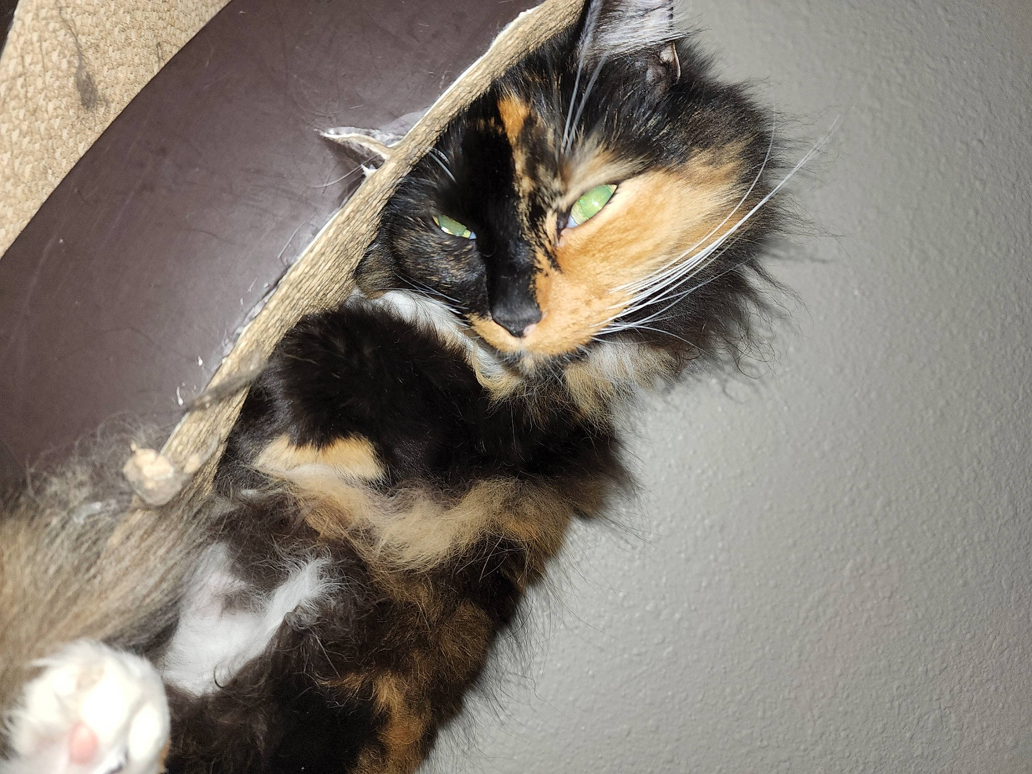 Gia is registered to the contest to win money with this photo: carnivore, cat, claw, domestic_short_haired_cat, ear, eyelash, feather, felidae, foot, fur, paw, small_to_medium_sized_cats, snout, tail, terrestrial_animal, whiskers