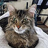 Quinn is registered to the contest to win money with this photo: animal, blanket, cat, clock, closeup, cozy, cute, fluffy, fur, furniture, green_eyes, home, indoor, mammal, pet, portrait, relaxed, resting, tabby, whiskers