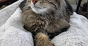 Quinn joined the competition — help win amazing prizes! animal, blanket, cat, clock, closeup, cozy, domestic, feline, fur, furniture, indoor, living_room, paw, pet, relaxed, resting, soft, tabby, television, whiskers