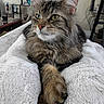 animal, blanket, cat, clock, closeup, cozy, domestic, feline, fur, furniture, indoor, living_room, paw, pet, relaxed, resting, soft, tabby, television, whiskers