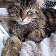 Quinn joined the competition — help win amazing prizes! cat, tabby, fluffy, paw, whiskers, fur, face, green_eyes, nose, blanket, soft, cozy, indoor, pet, relaxed, animal, closeup, resting, mammal, cute