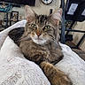 Quinn is registered to the contest to win money with this photo: blanket, cat, clock, comfort, cozy, exercise_equipment, fur, furry, green_eyes, household, indoor, living_room, paws, pet, relaxed, resting, shelf, tabby, television, whiskers