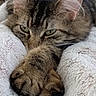 animal, cat, closeup, cozy, cute, domestic, feline, fluffy_blanket, fur, green_eyes, indoor, mammal, paws, pet, relaxed, resting, sleepy, soft_texture, tabby, whiskers