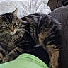 Quinn joined the competition — help win amazing prizes! cat, tabby_cat, fluffy_cat, pet, indoor, couch, blanket, feline, striped, fur, relaxed, lap, human, green_shirt, cozy, houseplant, brown_couch, resting, whiskers, ears