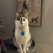 Celeste is registered to the contest to win money with this photo: black_markings, bokeh, cat, cat_tree, collar, curiosity, cute, home_decor, id_tag, indoor, new_york_poster, paws, pet, portrait, poster, sitting, soft_lighting, wall_art, whiskers, white_cat