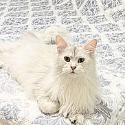 Stella is registered to the contest to win money with this photo: cat, white_cat, fluffy, long_hair, pet, animal, indoor, quilt, patterned_bedspread, relaxed, lying_down, looking_at_camera, feline, cute, domestic_cat, whiskers, ears, paws, eyes, cozy